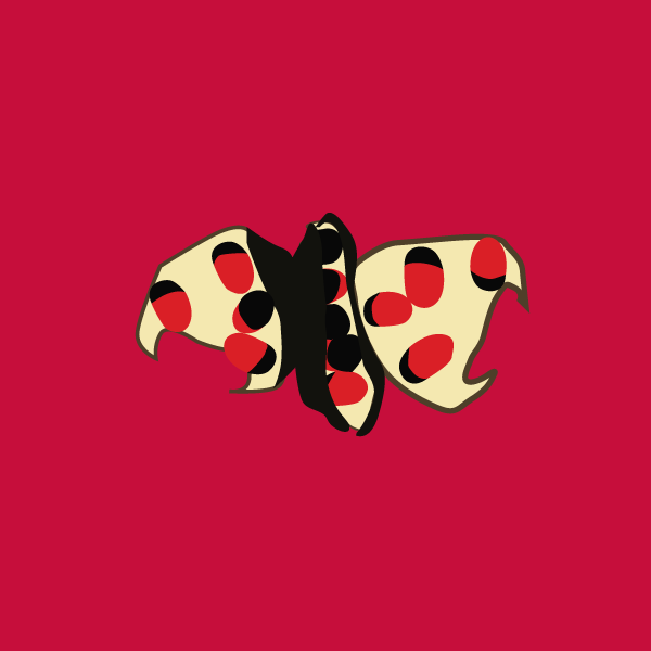 Abrus precatorius image