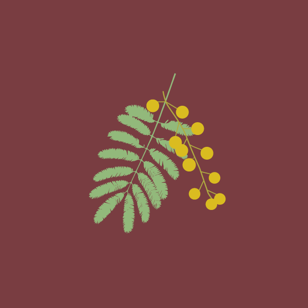 Acacia spp image