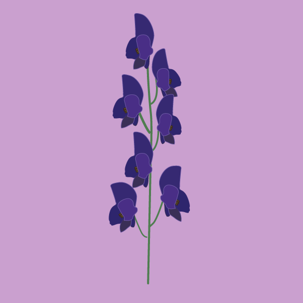 aconitum_napellus
