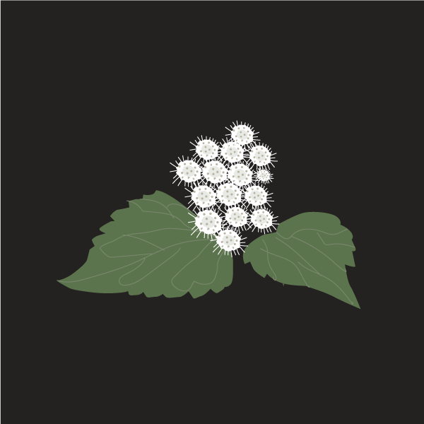 Ageratina adenophora image