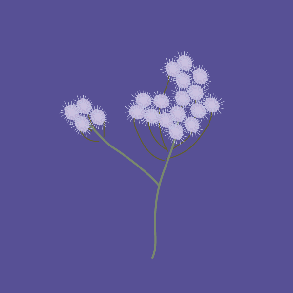Ageratina riparia image