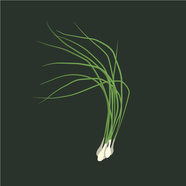 allium