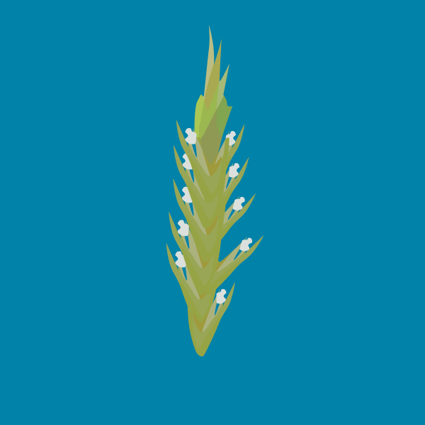 Anthoxanthum odoratum image