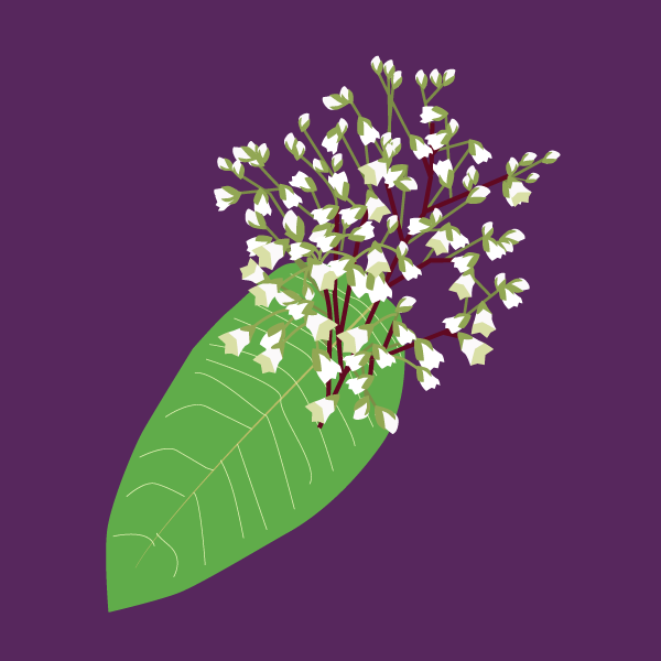 Apocynum cannabinum image
