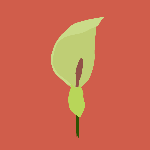 arum_italicum
