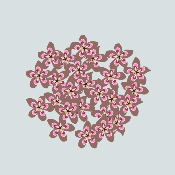 Asclepias syriaca image