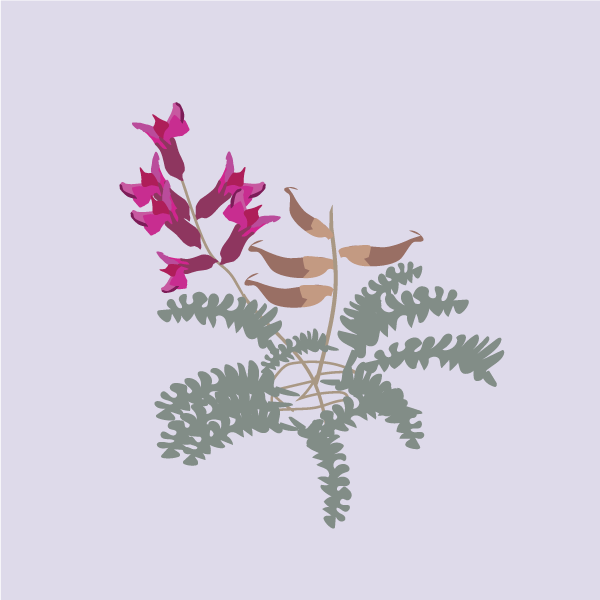 Astragalus & Oxytropis image