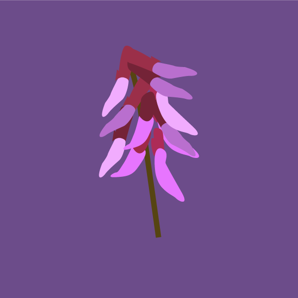 Astragalus bisulcatus image
