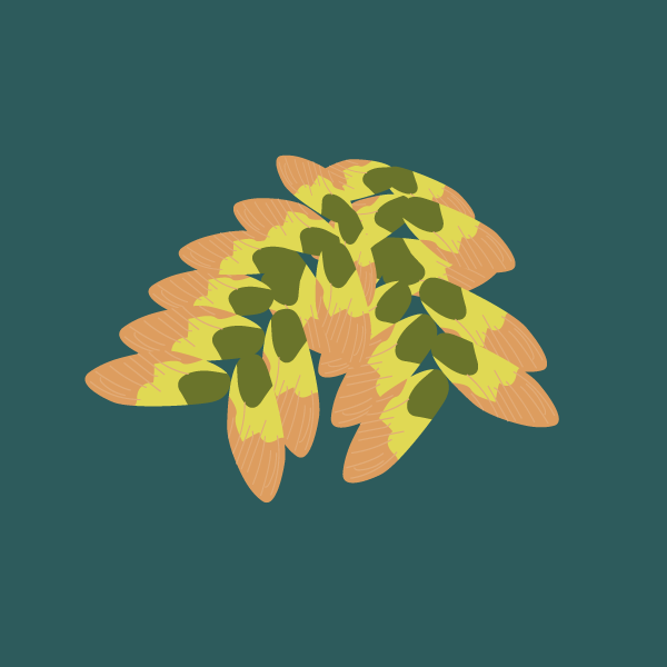 atalaya_hemiglauca