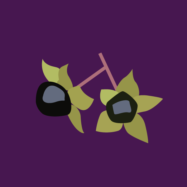 atropa_belladonna