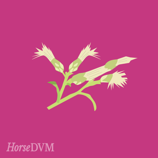 Baccharis coridifolia image