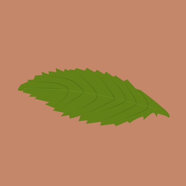 Blumea lacera image