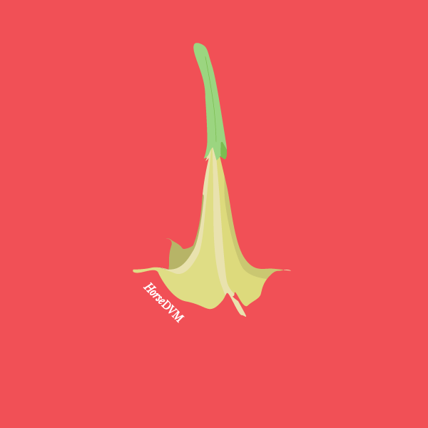 brugmansia_suaveolens