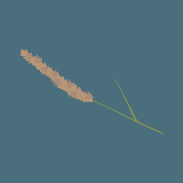 Cenchrus ciliaris image