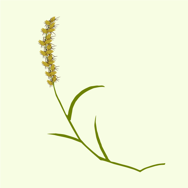 Cenchrus echinatus image