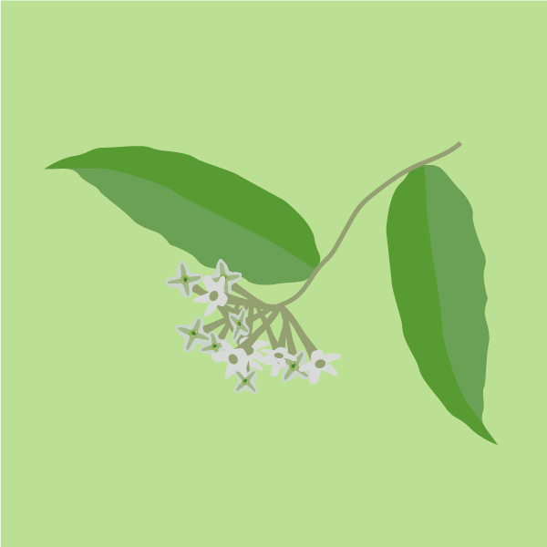 cestrum_nocturnum
