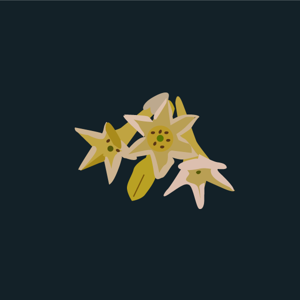 cestrum_parqui
