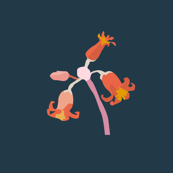 cotyledon