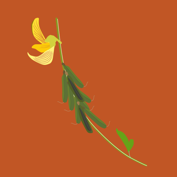 Crotalaria pallida image