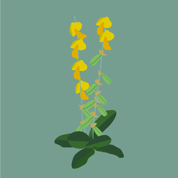 Crotalaria spectabilis image