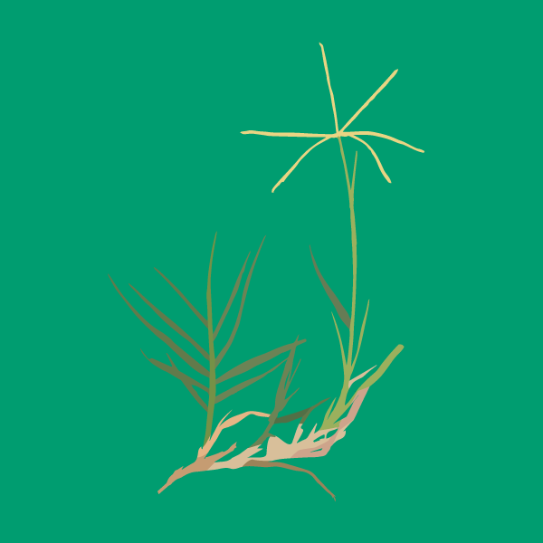 Cynodon dactylon image