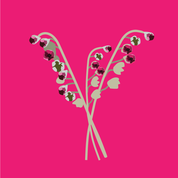 cynoglossum_officinale