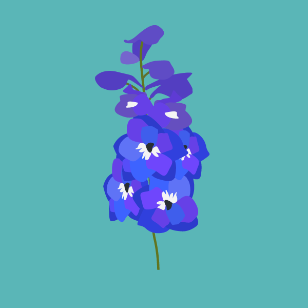 delphinium