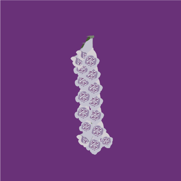 digitalis_purpurea