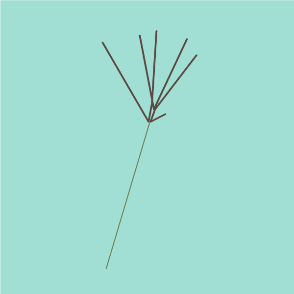 Digitaria eriantha image