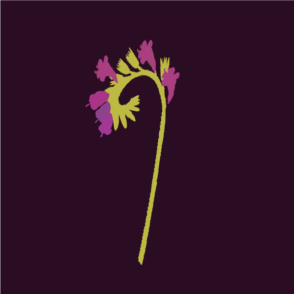 echium