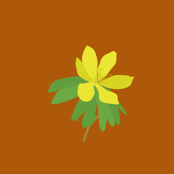 eranthis_hyemalis