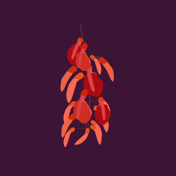 Erythrina crista-galli image