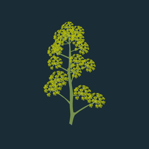 Ferula communis image