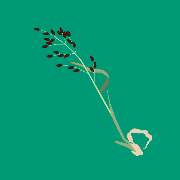 Festuca arundinacea image