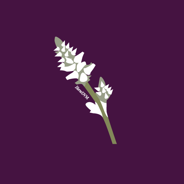froelichia-humboldtiana