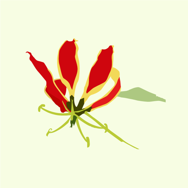gloriosa_superba