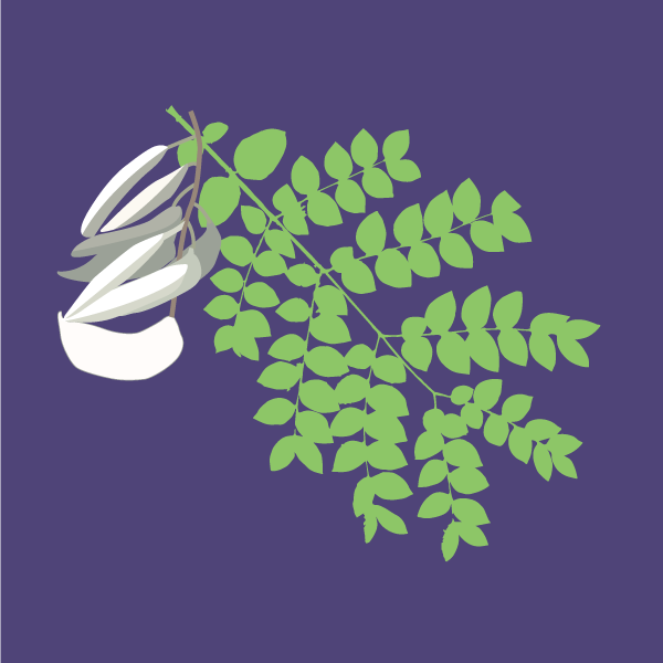 Gymnocladus dioicus image
