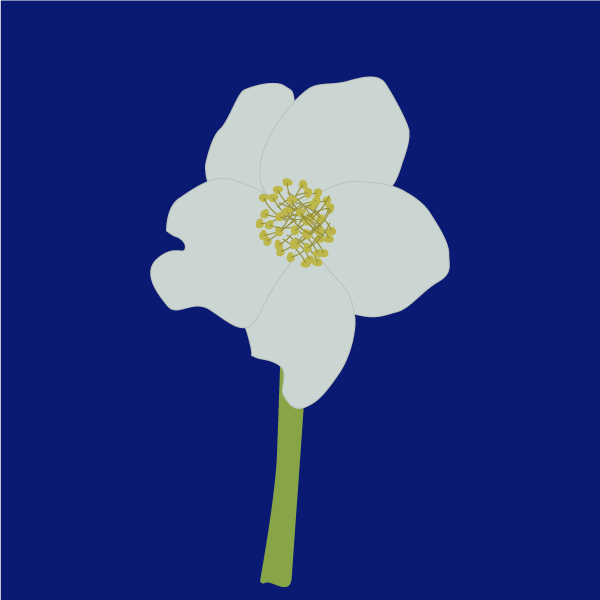 helleborus_niger