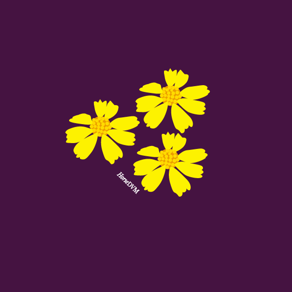 Hymenoxys spp image
