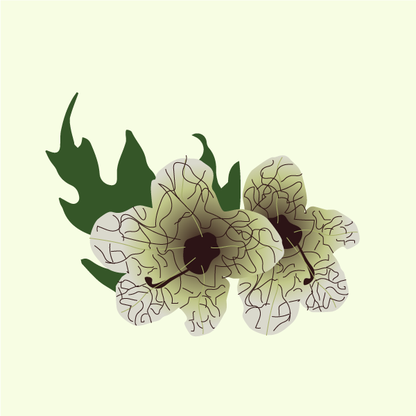 hyoscyamus_niger