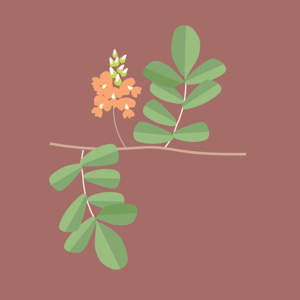 Indigofera spicata image