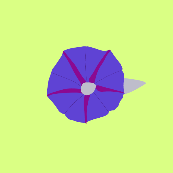 ipomoea