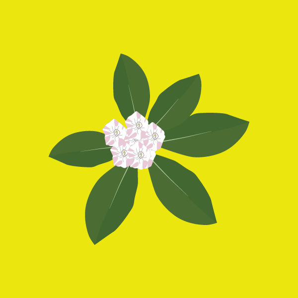 kalmia_latifolia