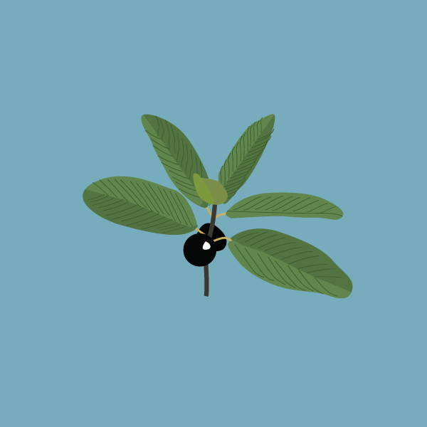 karwinskia_humboldtiana
