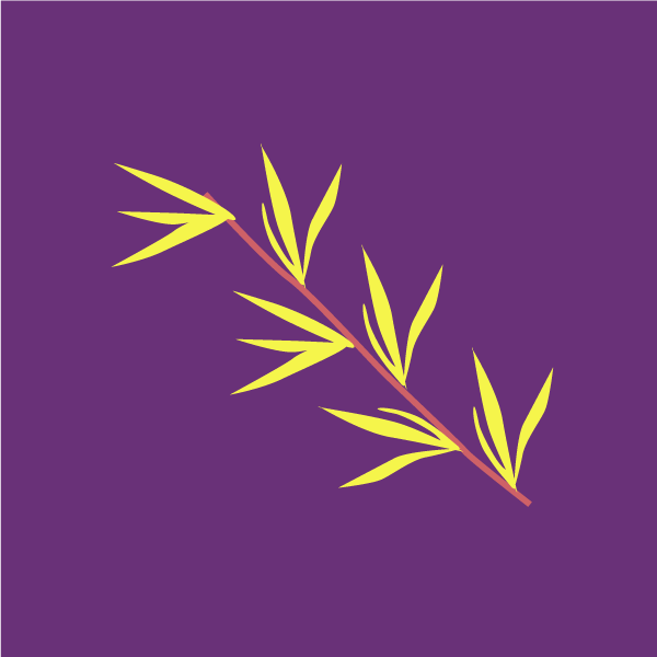 kochia_scoparia