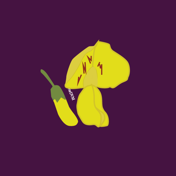 Laburnum anagyroides image
