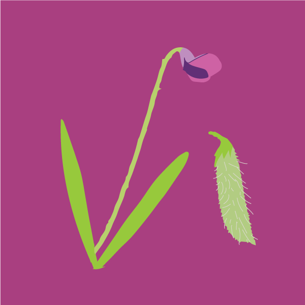 Lathyrus hirsutus  image