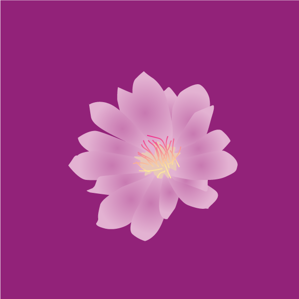 Lewisia rediviva image