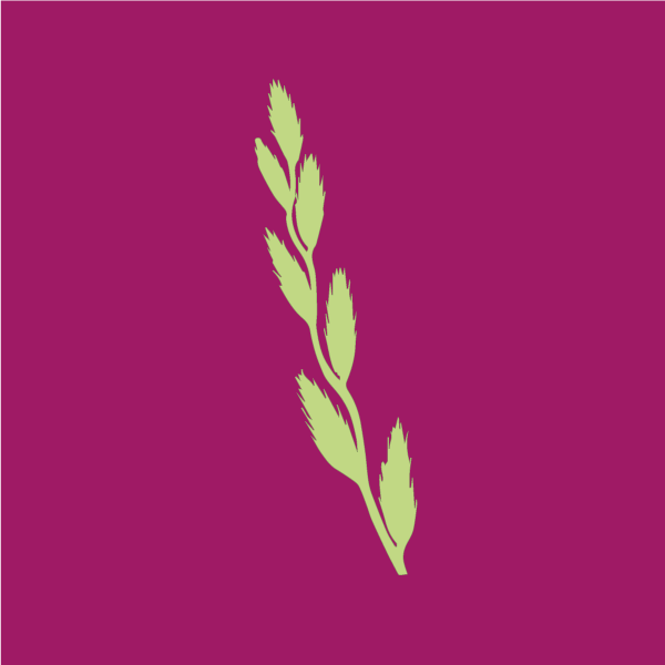 Lolium perenne image