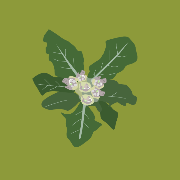 mandragora_officinarum